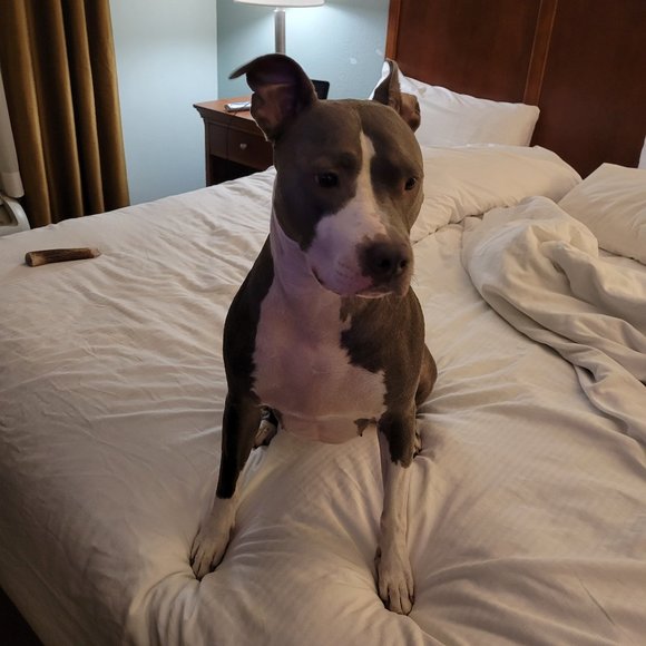 Meet your Posher, Sabrena - Picture 2 of 2